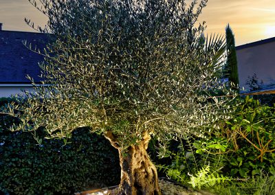 éclairage d'un olivier dans un jardin paysager